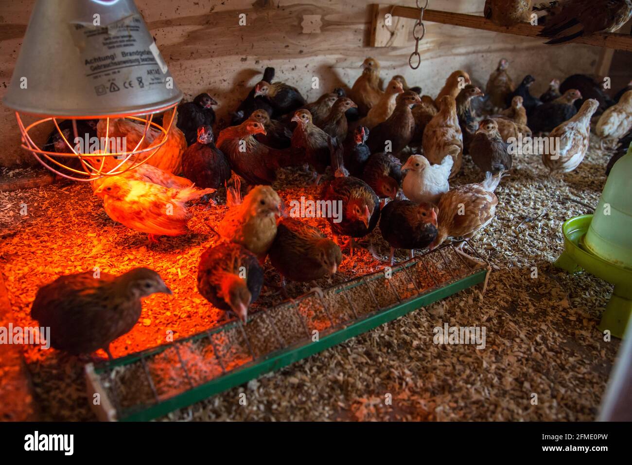 Flügge in einer Hühnerzuchtbox Stockfoto