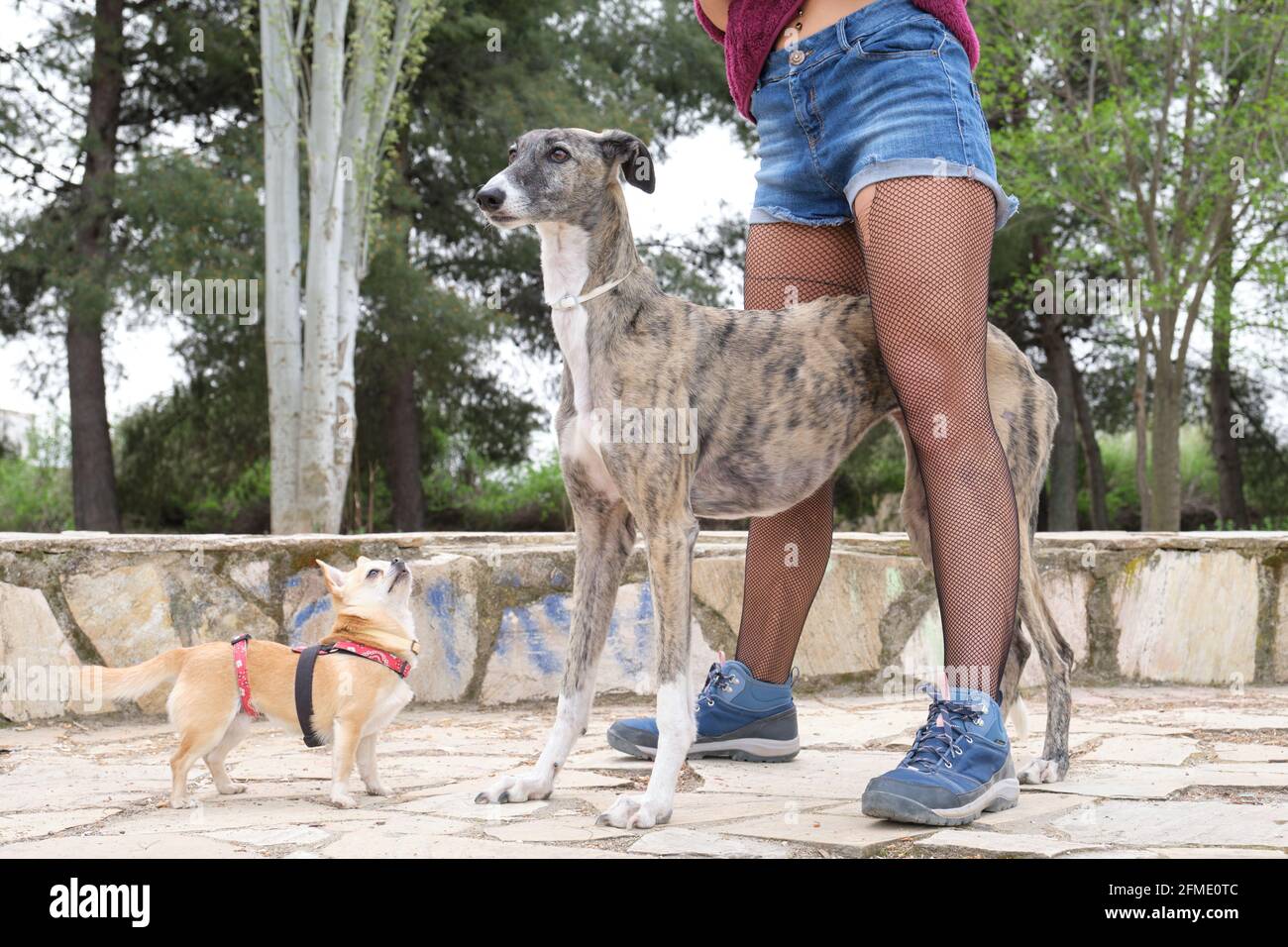 Nicht erkennbare Frauenbeine mit Netzstrumpf und zwei Hunden, einem chihuahua und einem Windhund in einem Park. Stockfoto