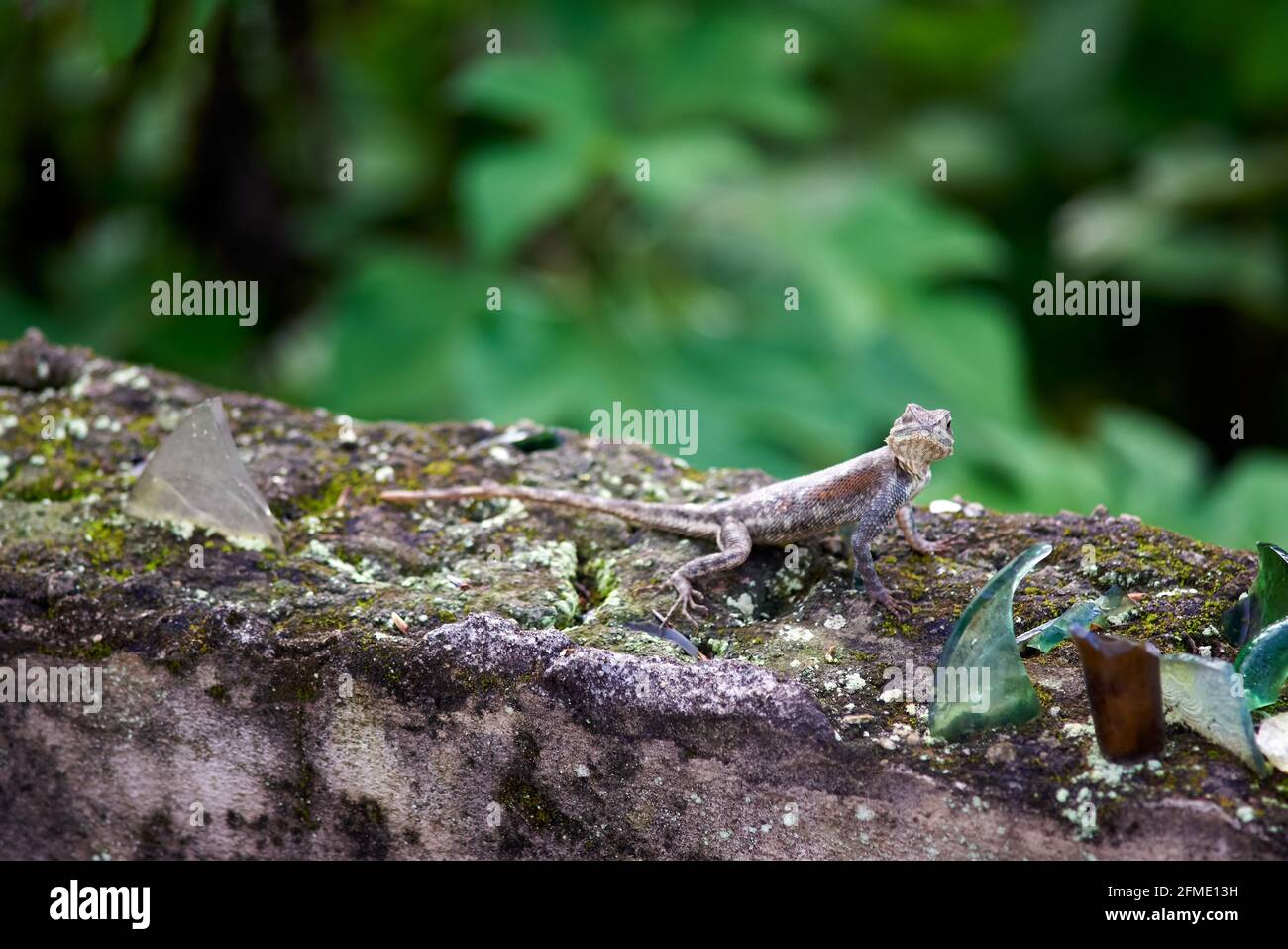 Der junge Agama zeigt sein Gesicht an einer Wand Stockfoto