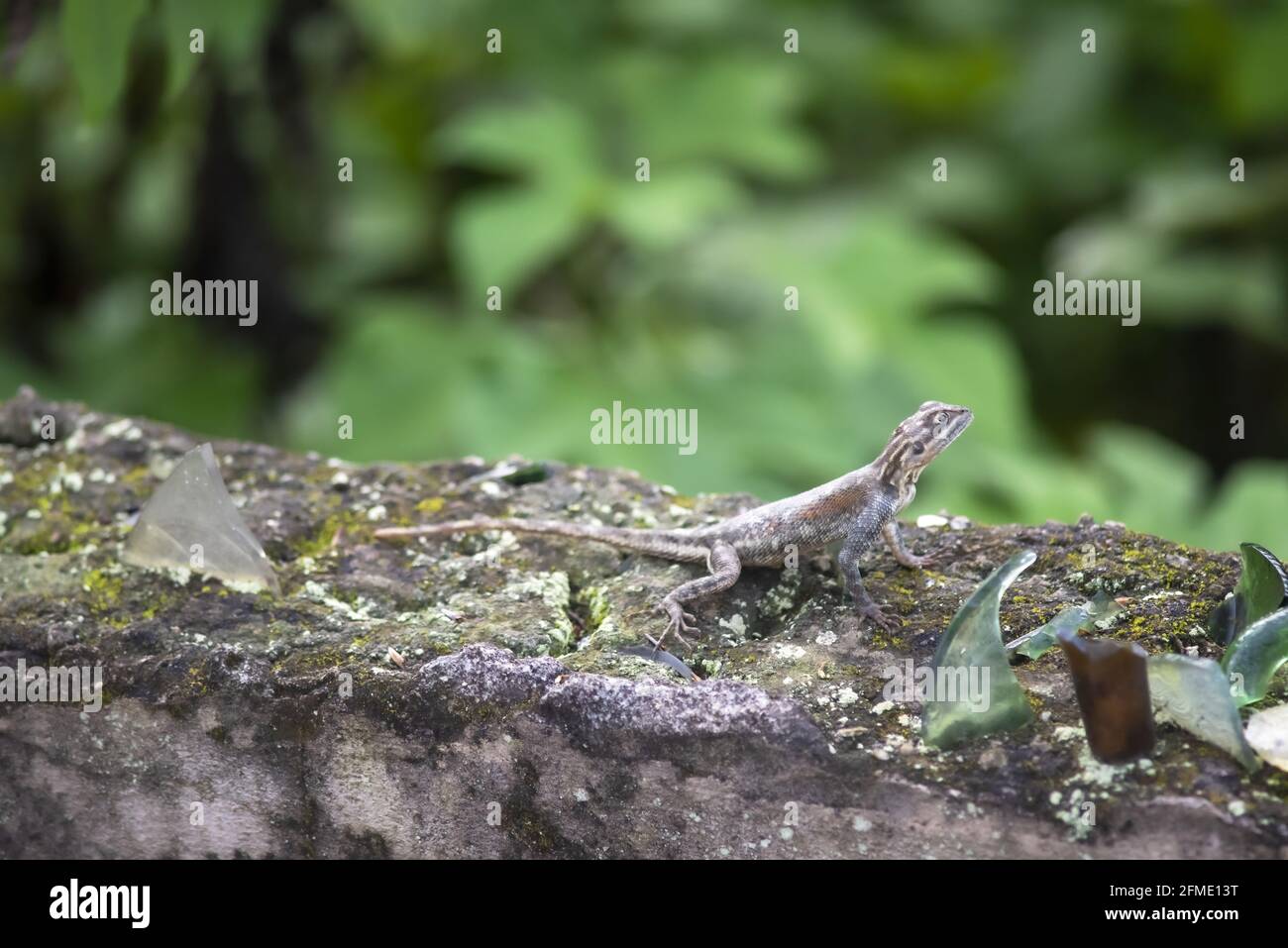 Kleine junge Agama, die auf einer Wand mit Glasscherben sitzt Stockfoto