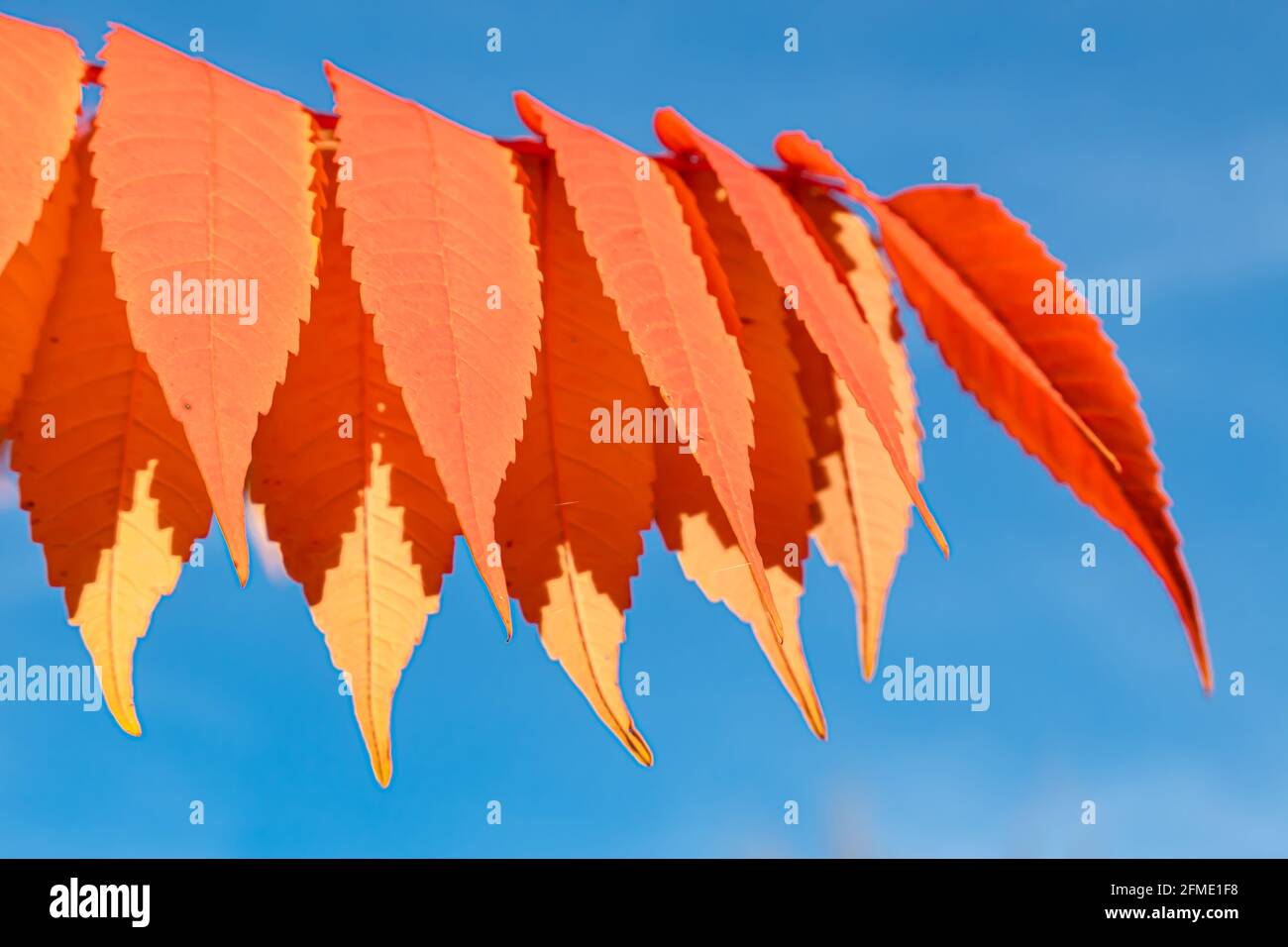 Rheinfall, Schweiz - 25. Oktober 2020: Nahaufnahme der Branche mit herbstlich gefärbten roten Blättern Stockfoto