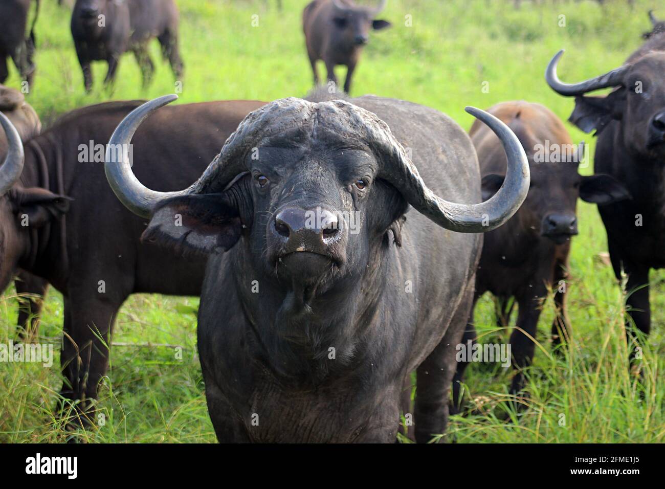 Afrikanische Büffel oder Kapbüffel (Syncerus Caffer) weiden in der Nähe des Satara Rest Camp im Kruger National Park, Provinz Mpumalanga in Südafrika Stockfoto