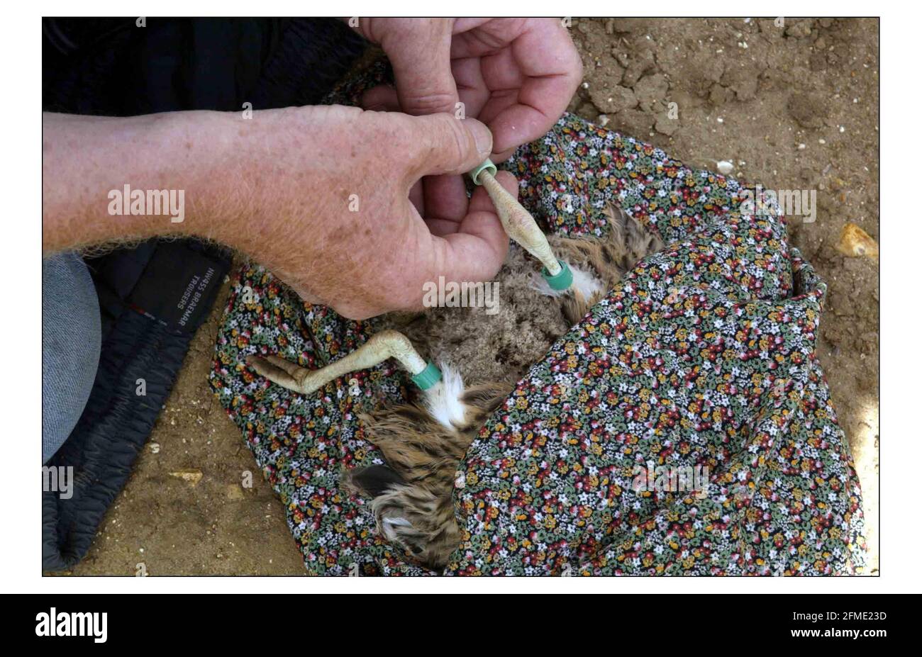 STEINCURLEW ... Roger Taylor in diesem Bild (älterer Mann) und Tim Cowan suchen, fangen, wiegh, messen und Tag junge Steincurlew Küken auf dem Hillborough Estate in Norfolk.pic David Sandison 1/7/2004 Stockfoto