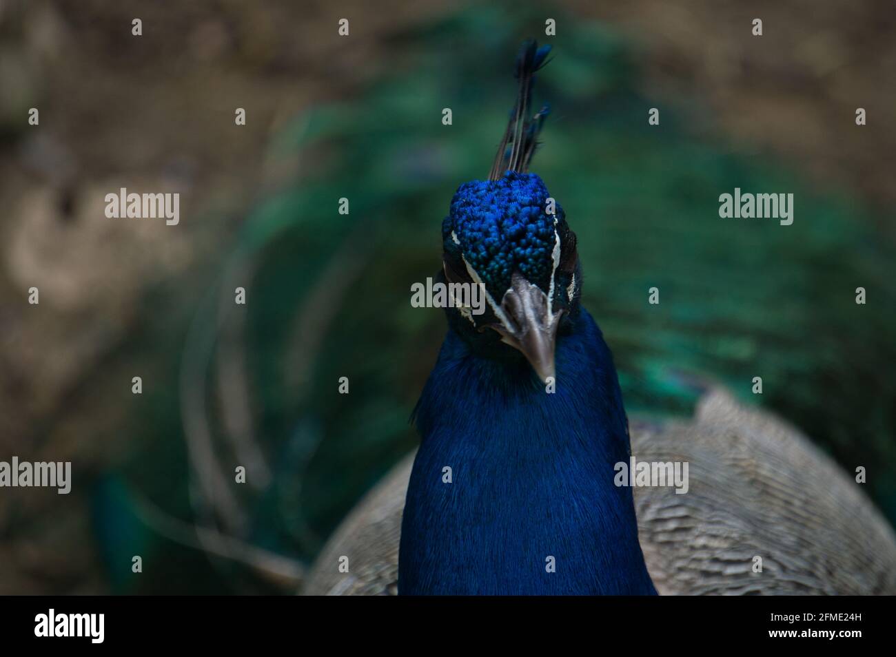 der pfau zeigt sein Gefieder in einem Naturpark und Tierreservat in der Sierra de Aitana, Alicante, Spanien. Portrait Stockfoto