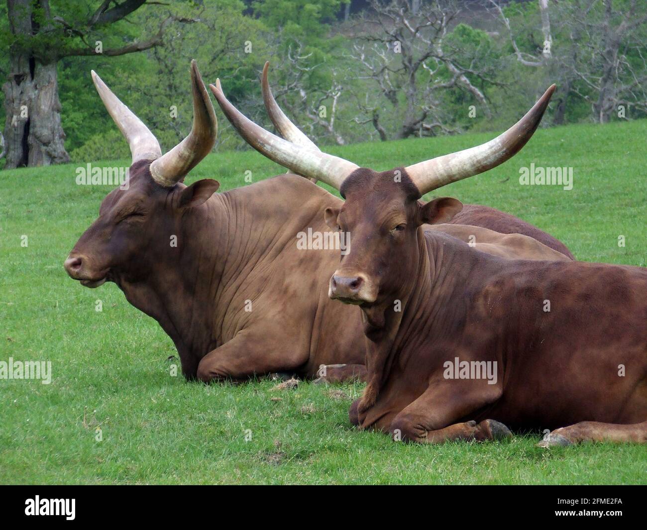 Ankole Rinderherde, Bos taurus africanus, auf einer Wiese ruhend Stockfoto