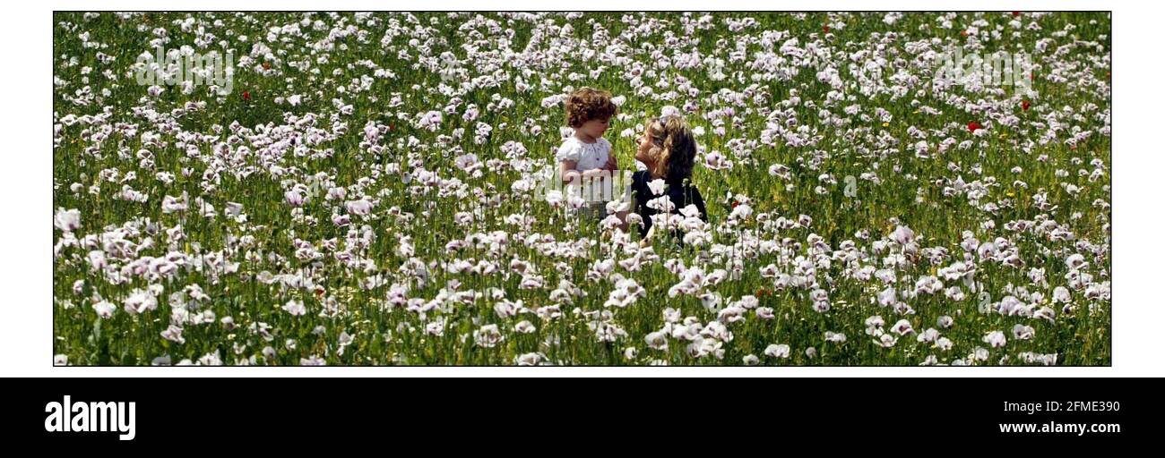 Ein Poppy-Feld in Kew Gardens, das von Kate Green und ihrer 2-jährigen Tochter Anna genossen wird... siehe Geschichte von Mike McCarthy.pic David Sandison 11/6/2004 Stockfoto