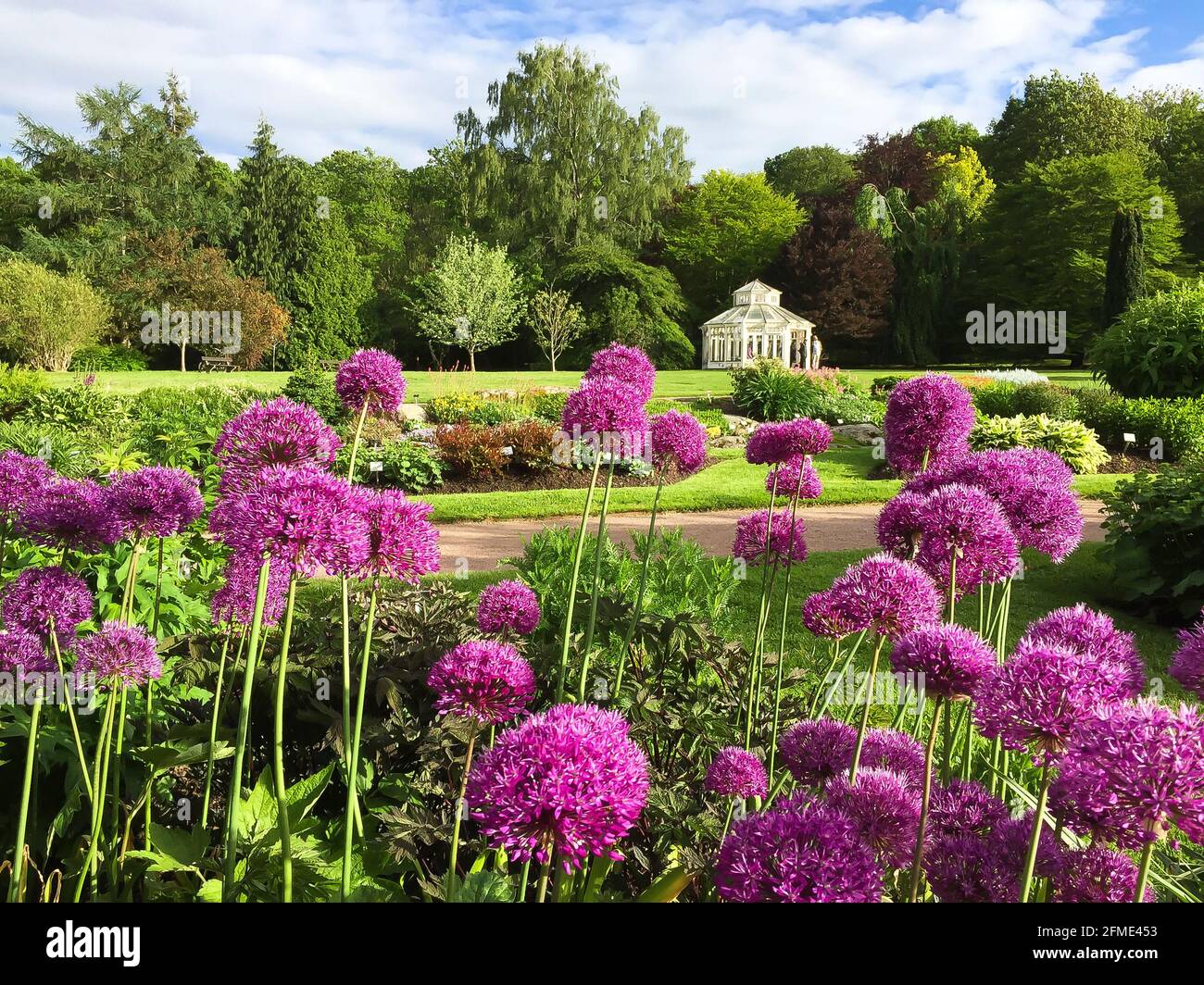 Göteborg, Schweden - 31. Mai 2017: Violette Blüten im botanischen Garten von Göteborg Stockfoto