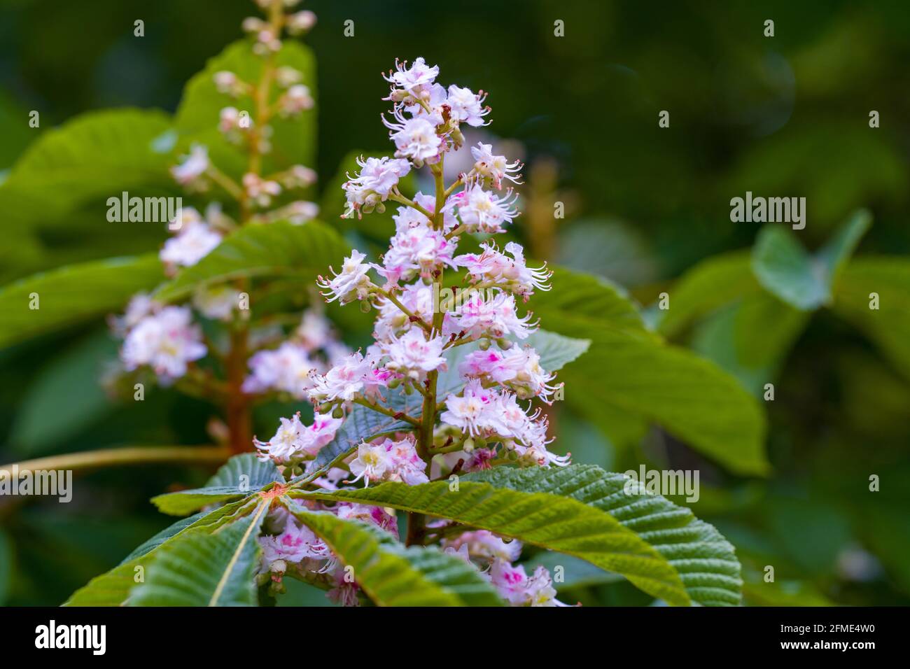 Rosskastanienblüten Stockfoto