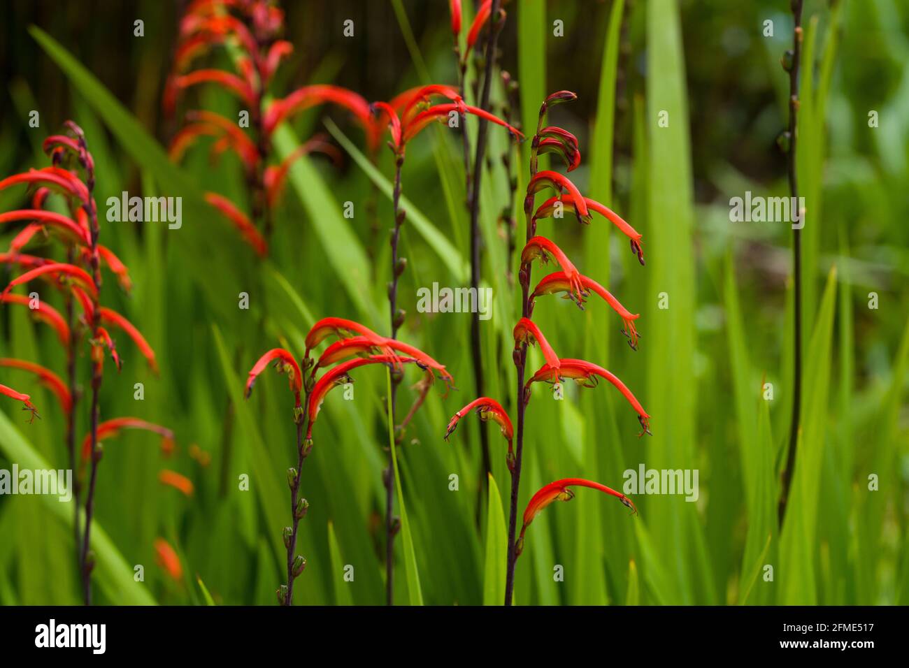 Rote Blume Poker Pflanze Stockfoto