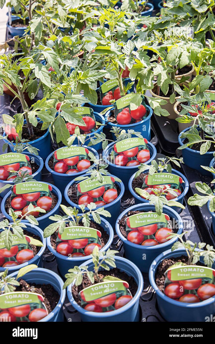 Tomatenpflanzen zum Verkauf in Garden Center, Wales, Großbritannien Stockfoto
