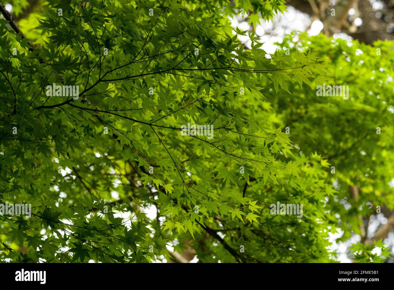 japanischer Ahornbaum Stockfoto