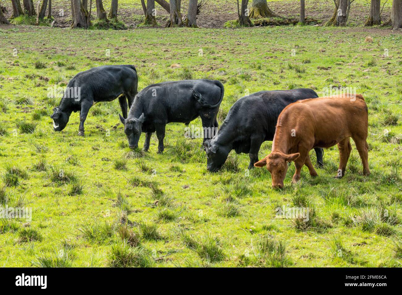 Glückliche Kühe dürfen in einer natürlichen, artgerechten und artgerechten Umgebung wachsen Stockfoto