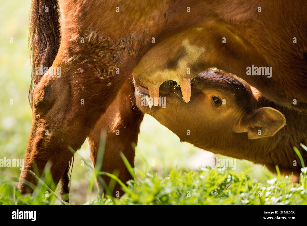 Ein Kalb darf bei seiner Mutter auf der Wiese bleiben und wird von Natur aus mit der Muttermilch angesäut. Natur pur am besten für den Tierschutz Stockfoto