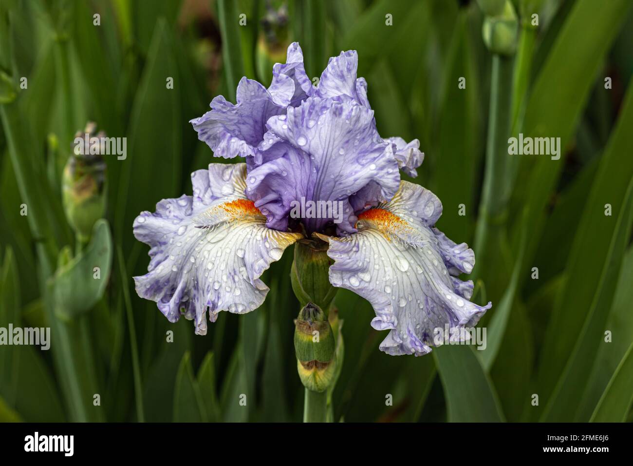 Blühende bärtige Iris „schwingt weg“. Regentropfen auf weißen und blauen Blättern. Grüne Pflanzen im Hintergrund. Stockfoto