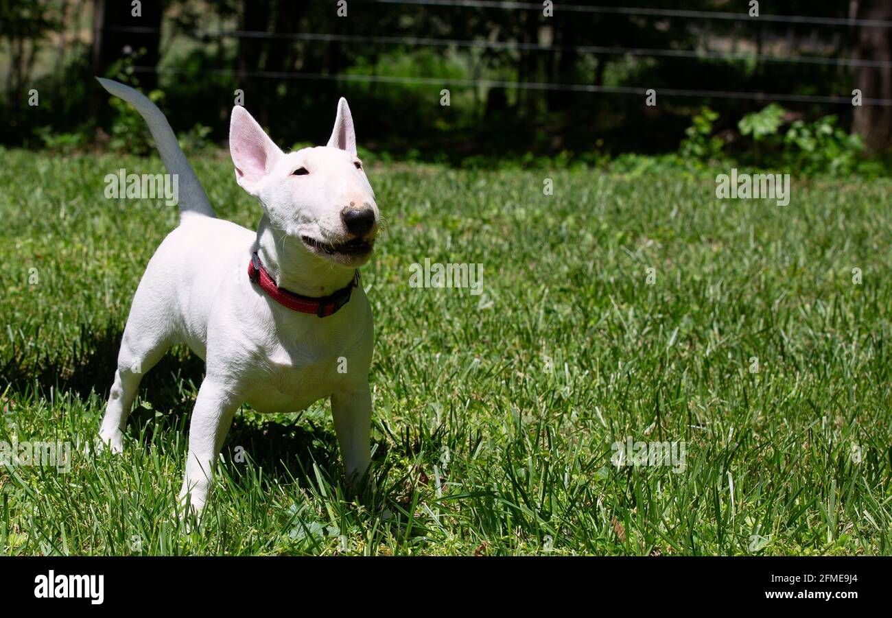 Nahaufnahme von Miniatur-Bullterrier im Freien auf dem Gras Stockfoto