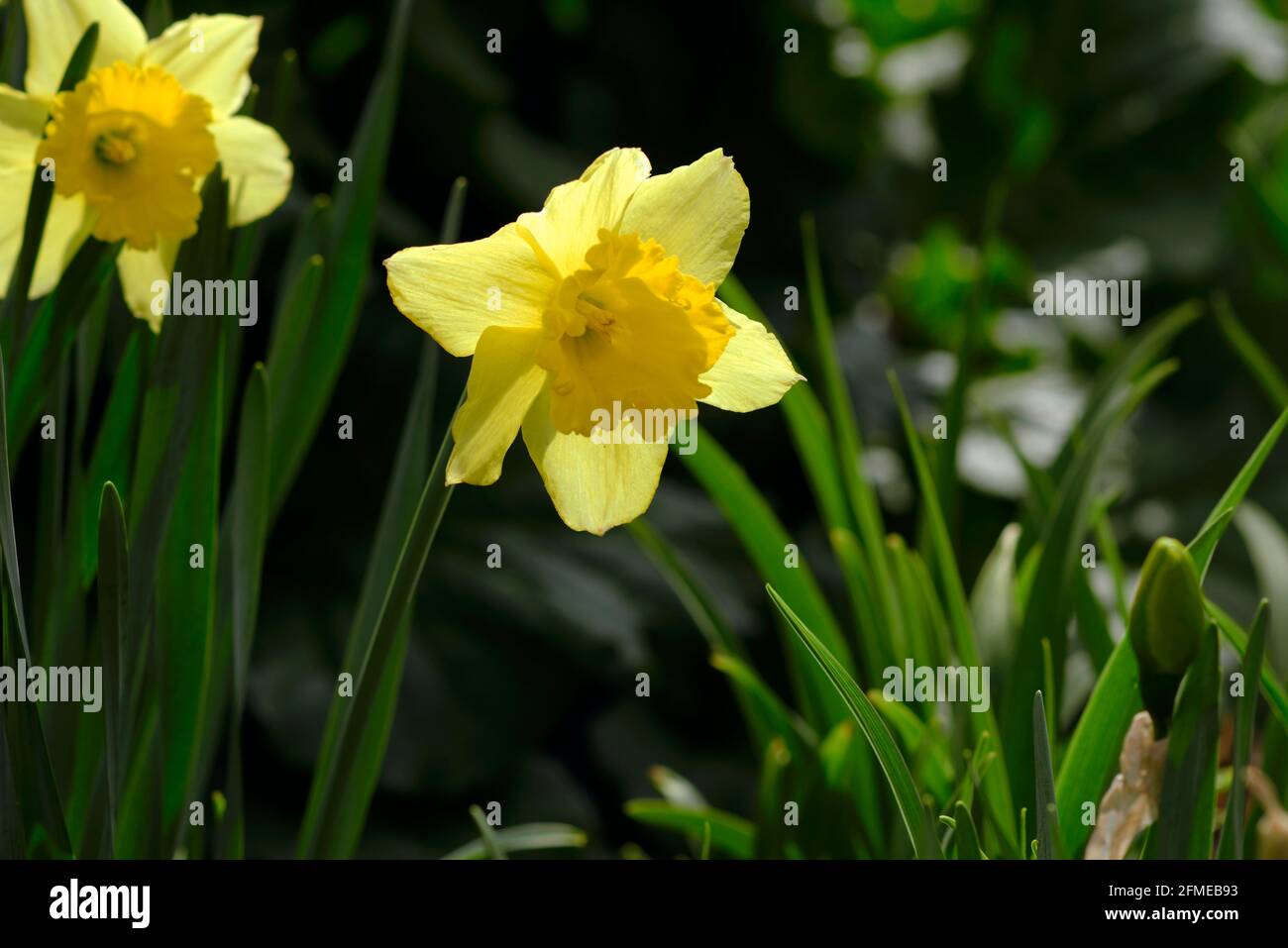 Im späten Frühjahr sieht der schlichte, alte, gelbe Narzissen (Narcissus pseudonarcissus) in einem sonnigen Glebe-Garten herrlich aus. Ottawa, Ontario, Kanada. Stockfoto