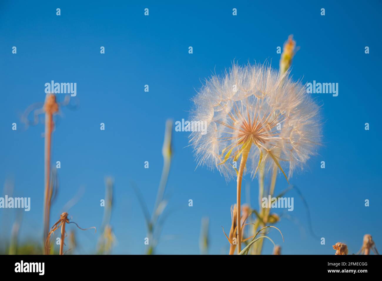 Nahaufnahme eines Löchenkernkopfes (Taraxacum) vor einem Hintergrund des blauen Himmels. Stockfoto