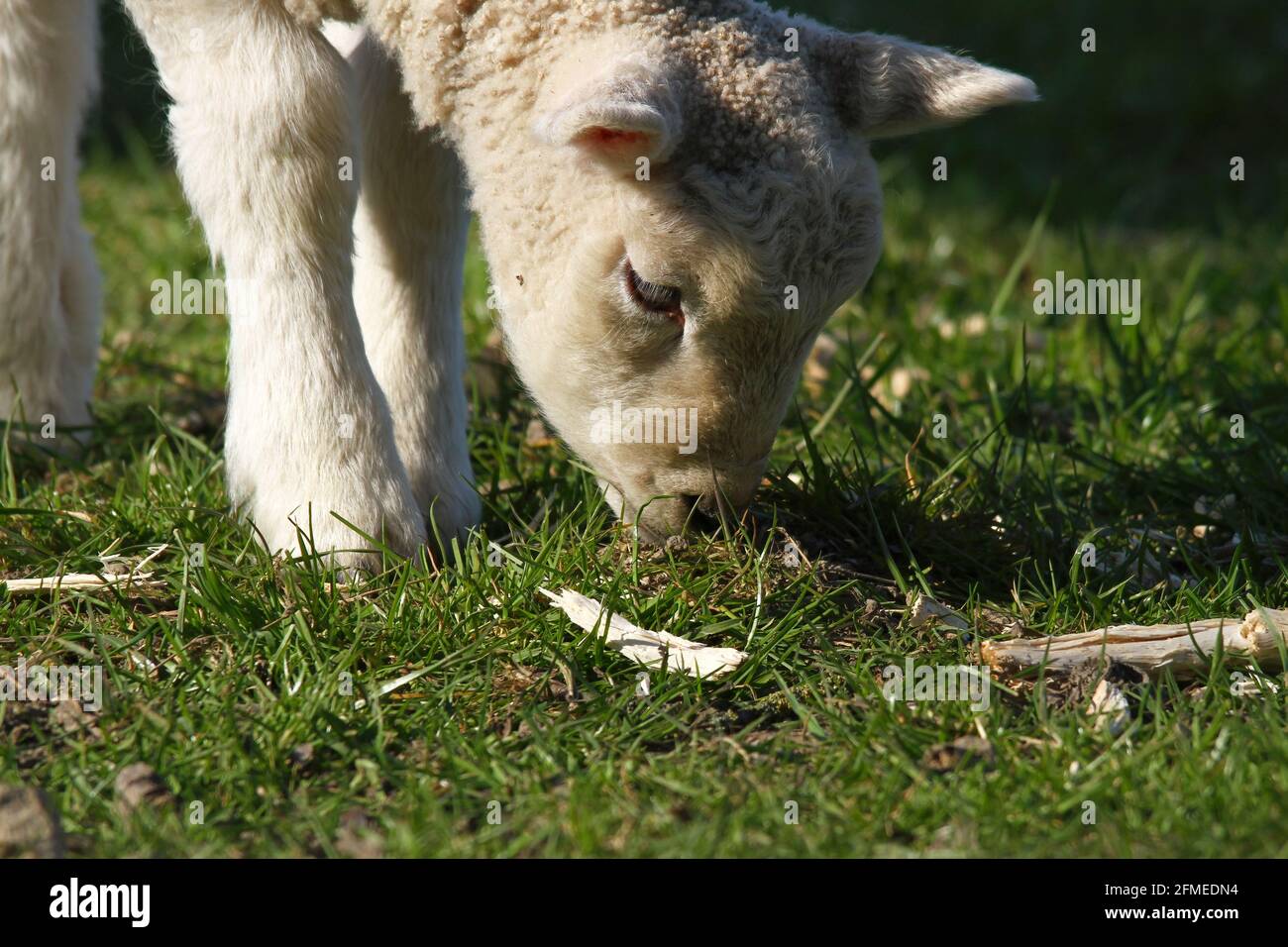 Lamm spielt im Gras Stockfoto