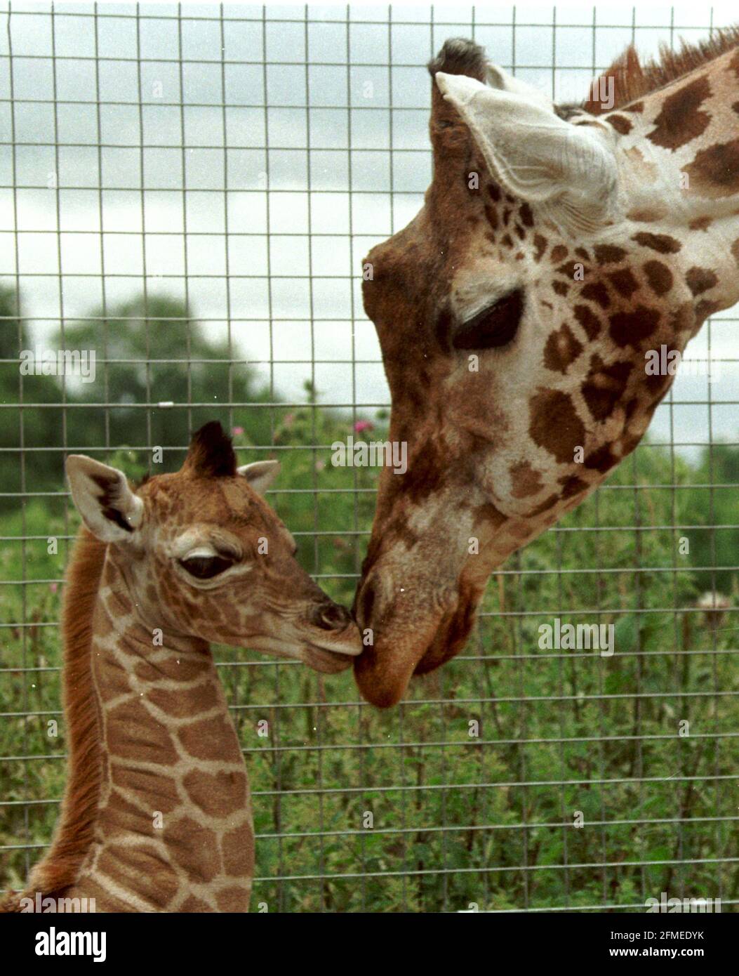 Mitarbeiter des Marwell Zoo, in der Nähe von Winchester, Hants, haben ihre neue Babygiraffe „Sophie“ nach Prinz Edward's neuer Braut benannt. Die zwei Tage alte Giraffe unternimmt ihre ersten zaghaften Schritte unter den wachsamen Augen von Mutter Glendower. Es wurde beschlossen, die neue Ankunft nach der Gräfin von Wessex....because Marwell Zoo ist im Herzen der alten Grafschaft Wessex zu benennen. Foto: Mike Walker 1999 Stockfoto