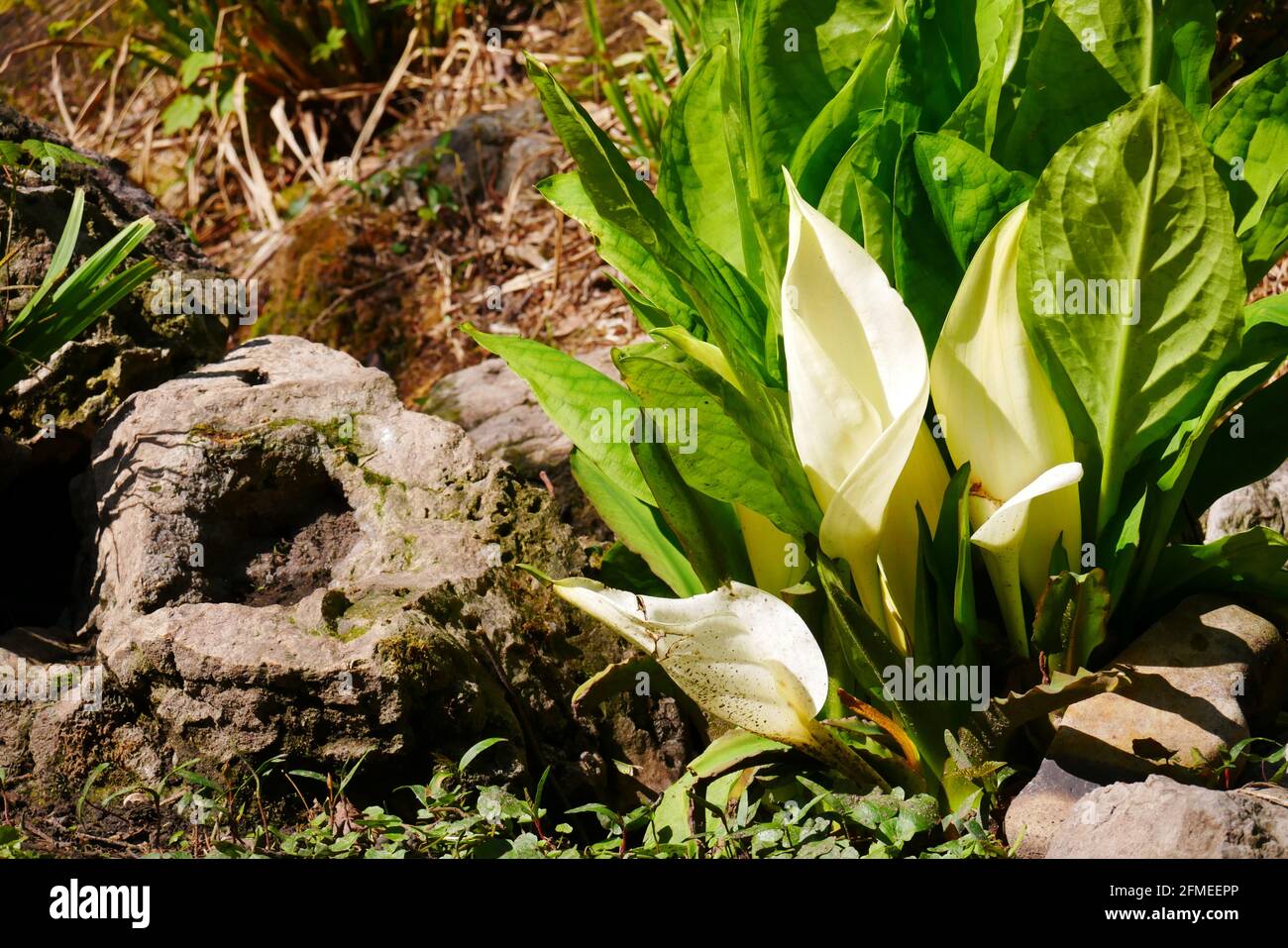 Zwergblattflagge mit weißen Blüten neben einer herzförmigen Wurzel im Sonnenlicht Stockfoto