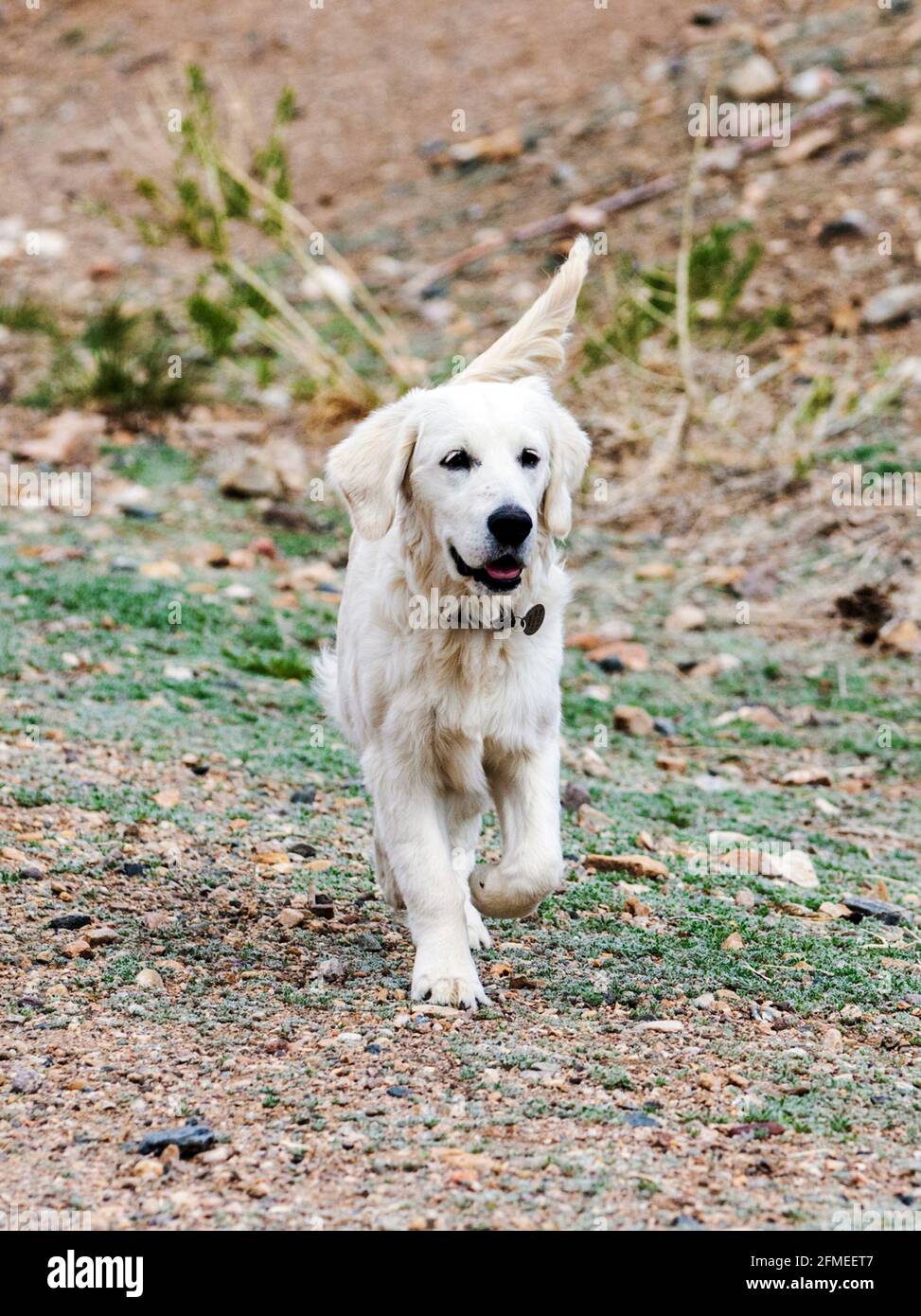 Fünf Monate alter platinfarbener Golden Retriever Hund, der auf einer zentralen Colorado Ranch läuft; USA Stockfoto