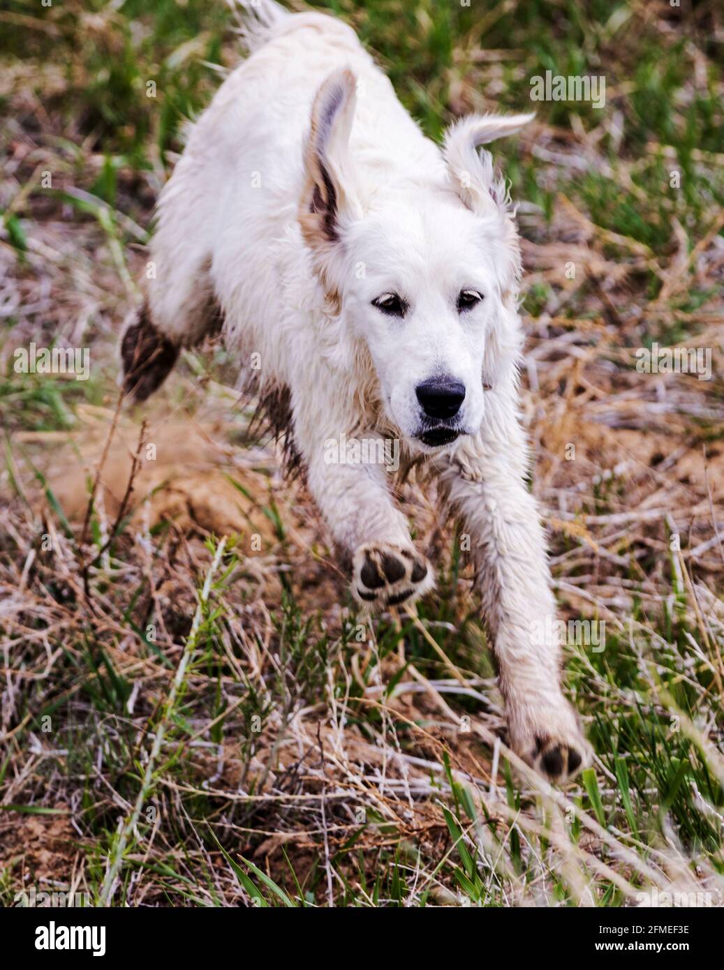 Fünf Monate alter platinfarbener Golden Retriever Hund, der auf einer zentralen Colorado Ranch läuft; USA Stockfoto