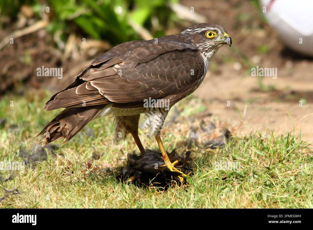 Eurasischer Sparrowhawk (A. Nisus) mit Beute (Blackbird) im UK Garden Stockfoto