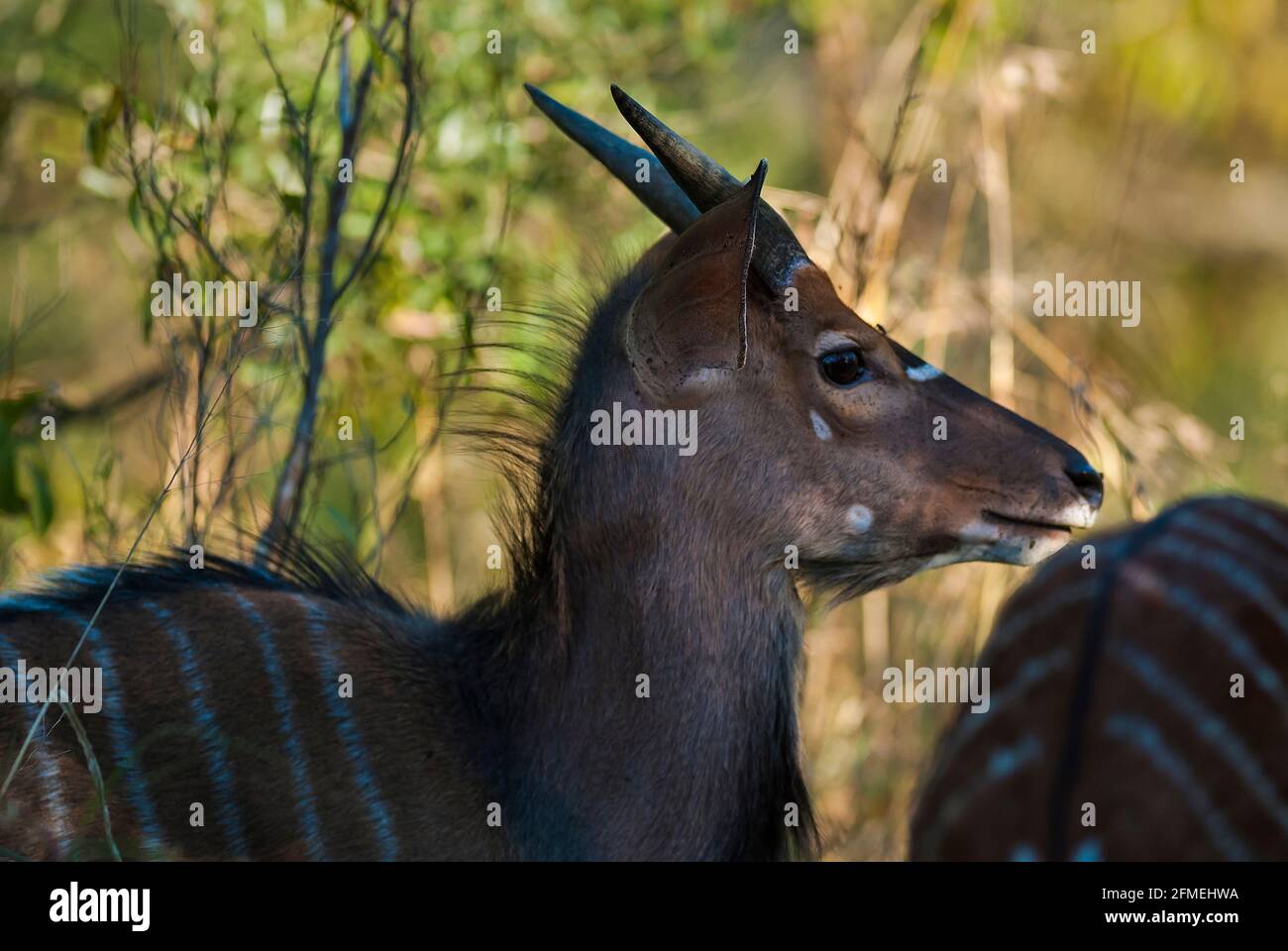 Nyala in afrikanischer Savannenumgebung, Kruger National Park, Südafrika. Stockfoto