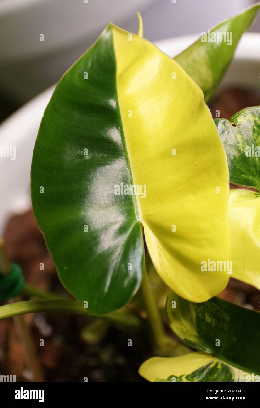 Ein gelbes und grünes Halbmondblatt von Philodendron Burle Marx Buntes Werk Stockfoto