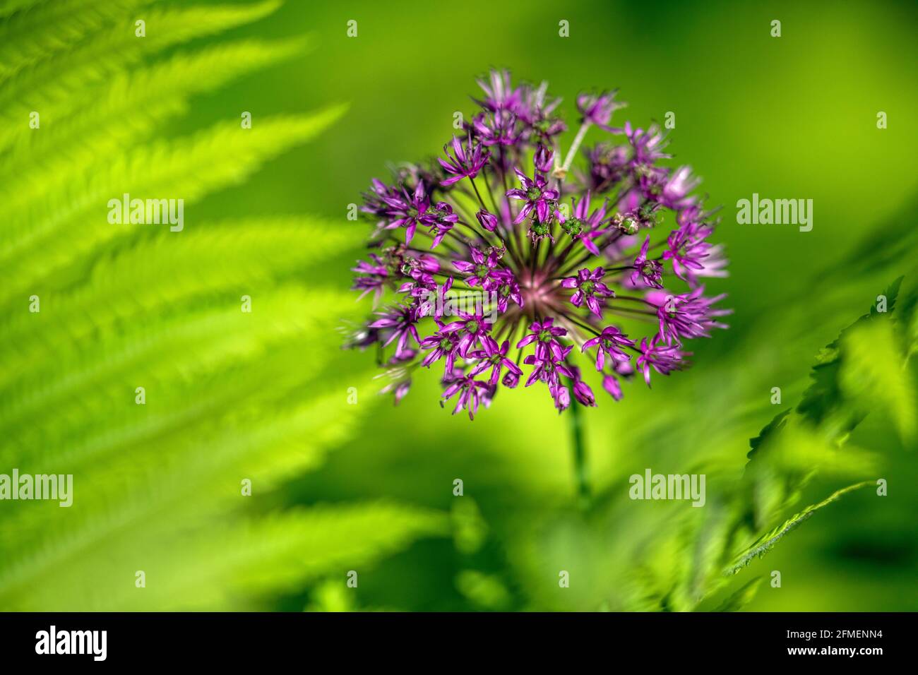 Allium Blume (Zierzwiebel) im Frühjahr - North Carolina Arboretum, Asheville, North Carolina, USA Stockfoto