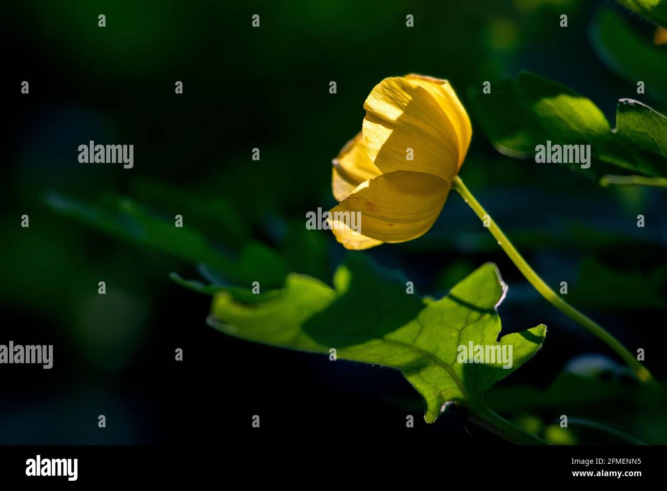 Gelber Mohn mit Hintergrundbeleuchtung - Asheville, North Carolina, USA Stockfoto