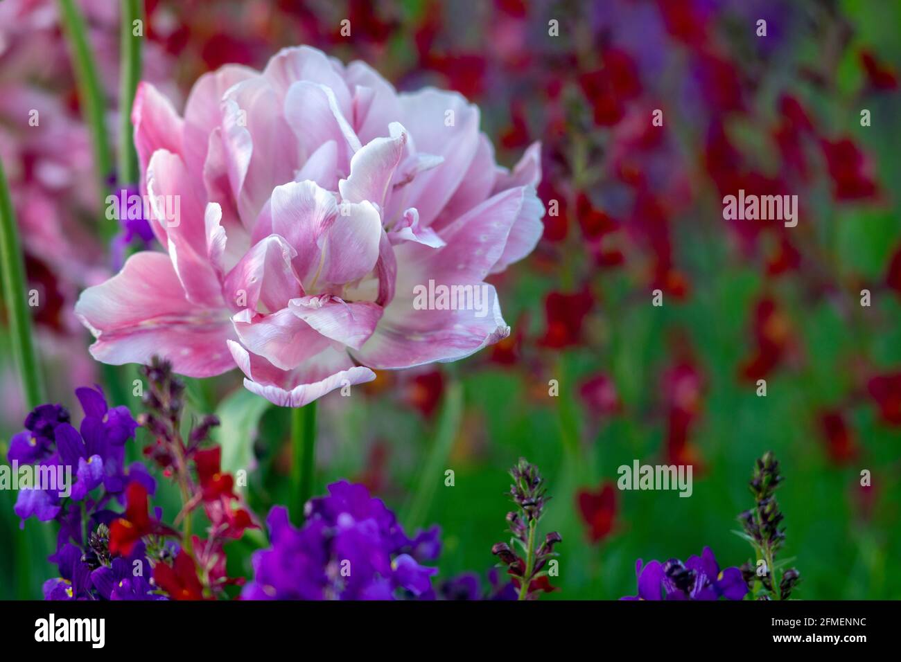 Pink Tulip (Tulipa-Arten) - Asheville, North Carolina, USA Stockfoto