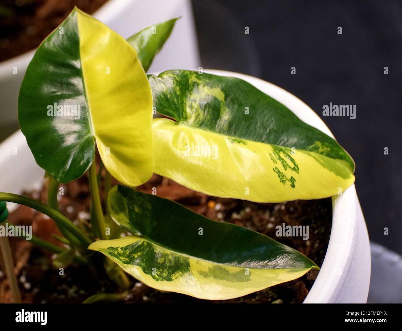 Ein gelbes und grünes Halbmondblatt von Philodendron Burle Marx Buntes Werk Stockfoto