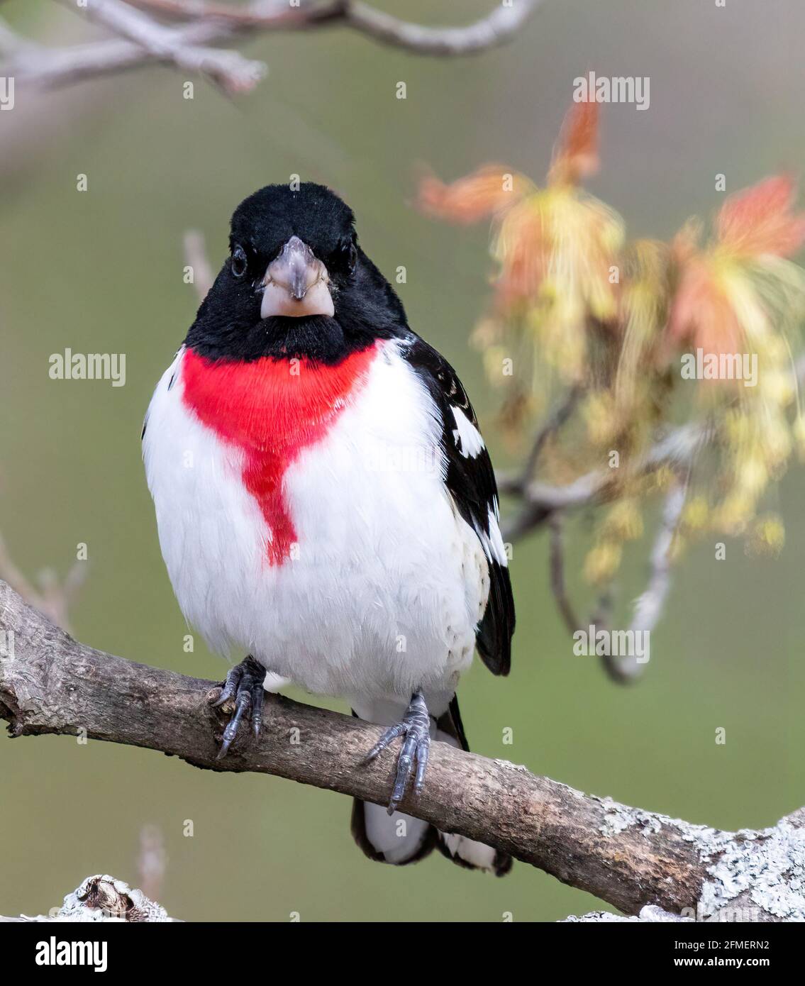 Grosbeak Mit Rosenreihenküche ( Pheucticus ludovicianus thront auf dem Zweig Vorderansicht Blick auf Kamera Stockfoto