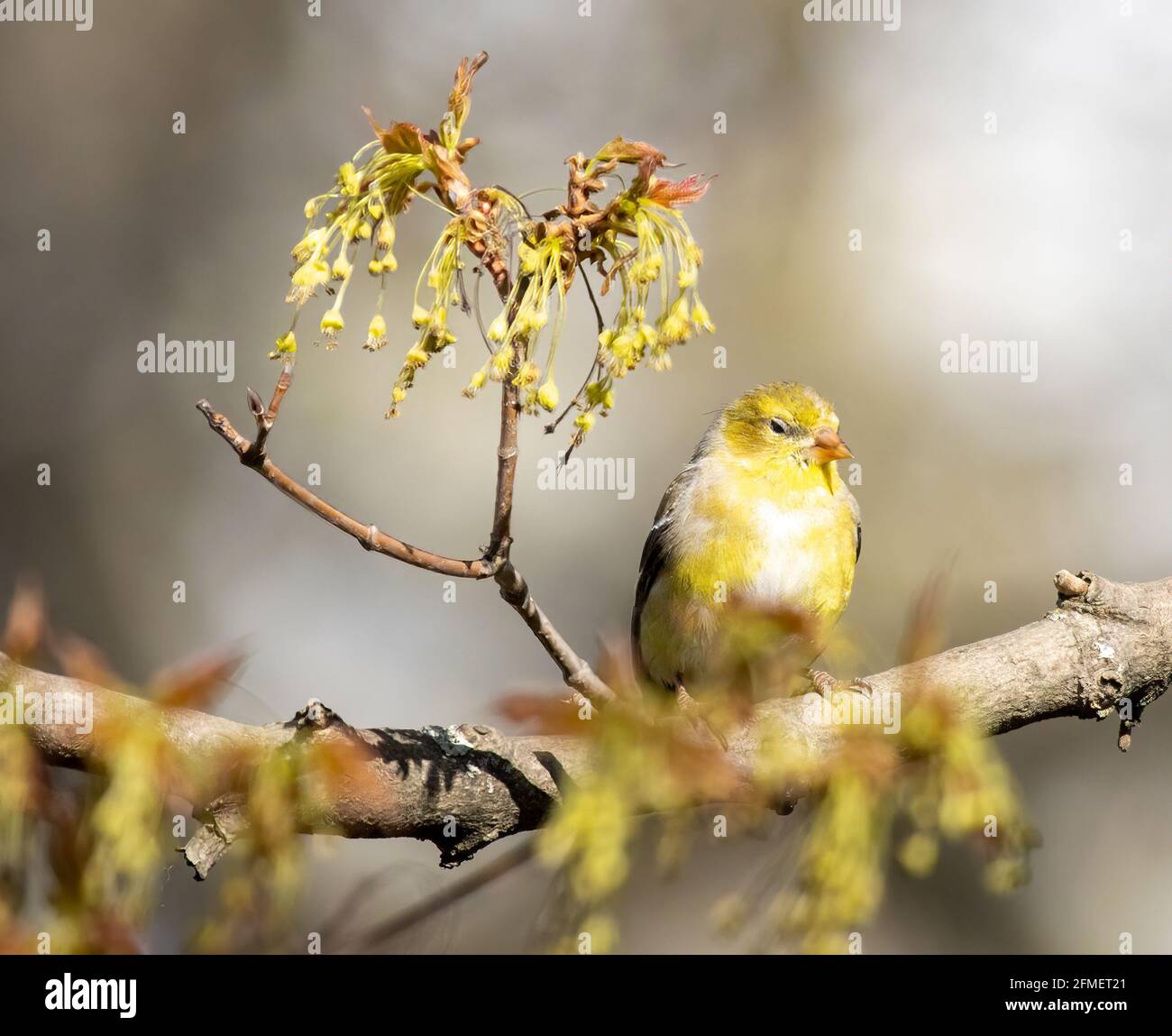 Weiblicher Amerikanischer Goldfink ( Spinus Tristis ) Auf Dem Zweig Stockfoto