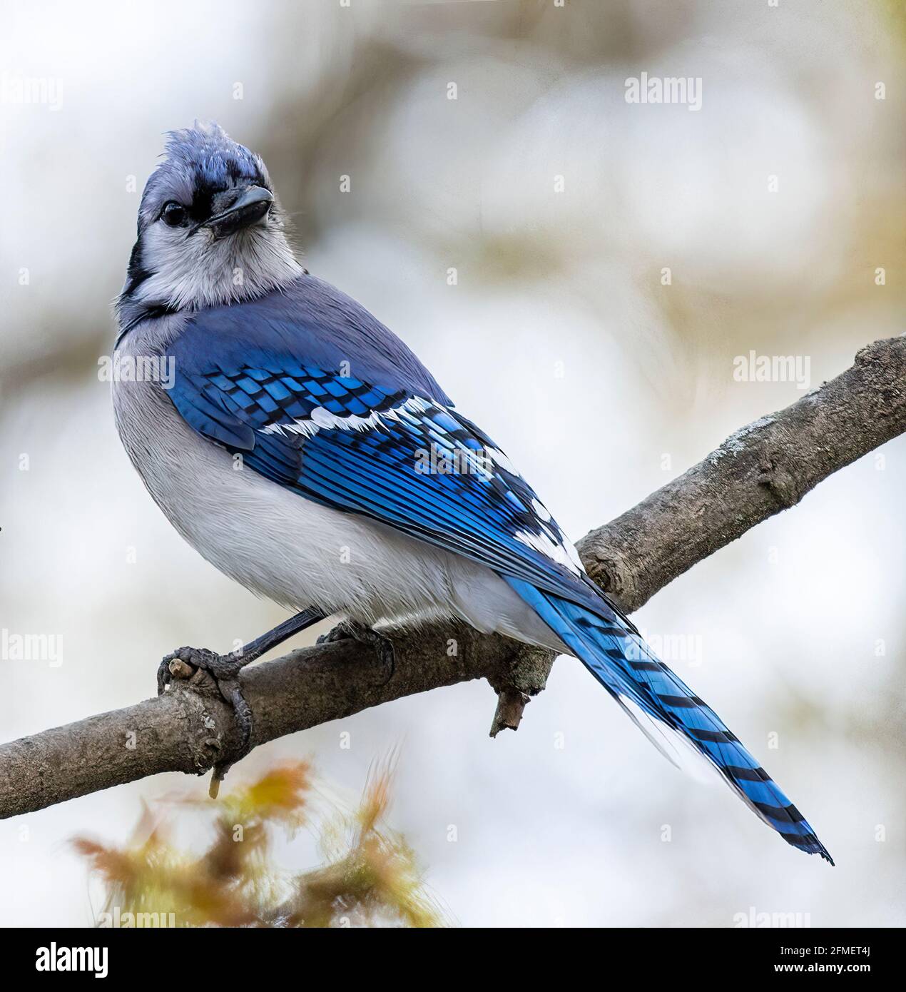 Nordamerikanischer Blauhäher (Cyanocitta Cristata) Verbarst auf Baum, der nach hinten schaute Stockfoto