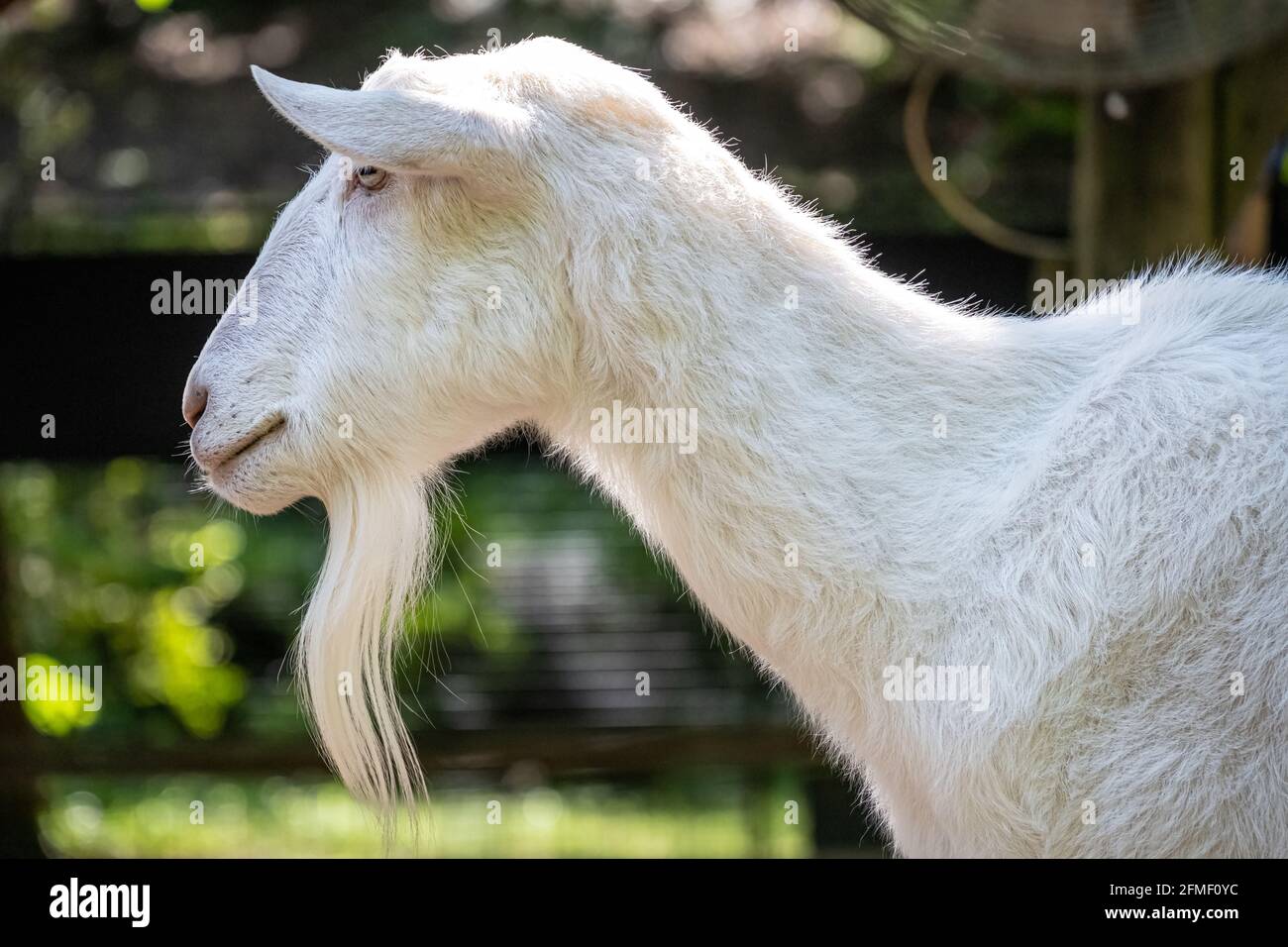 Weiße Saanen-Ziege (Capra aegagrus hircus) im Kindergehege der Outback Station im Zoo Atlanta in Atlanta, Georgia. (USA) Stockfoto