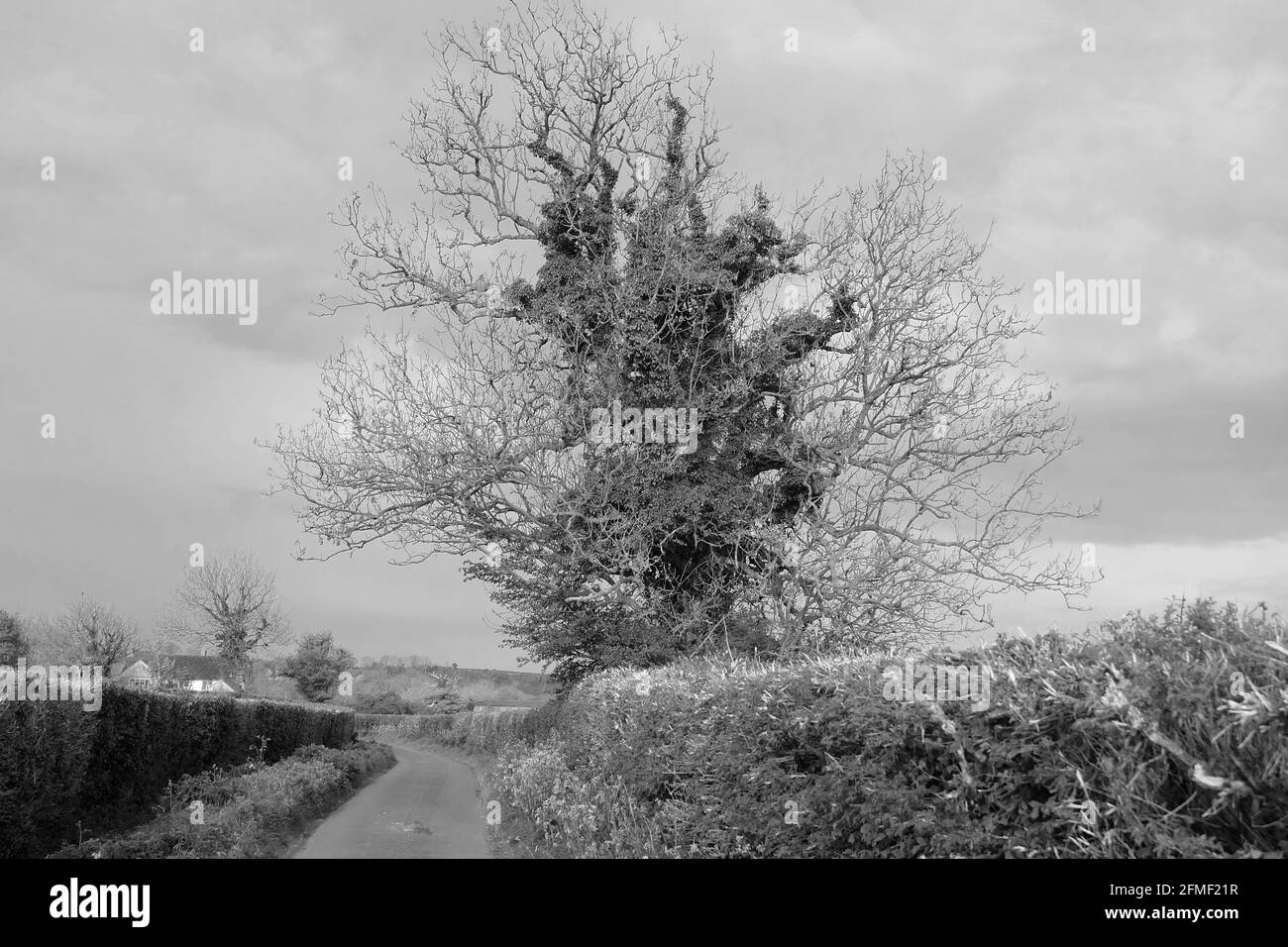 Mai 2021 - Alte britische Bäume voller Charakter Stockfoto