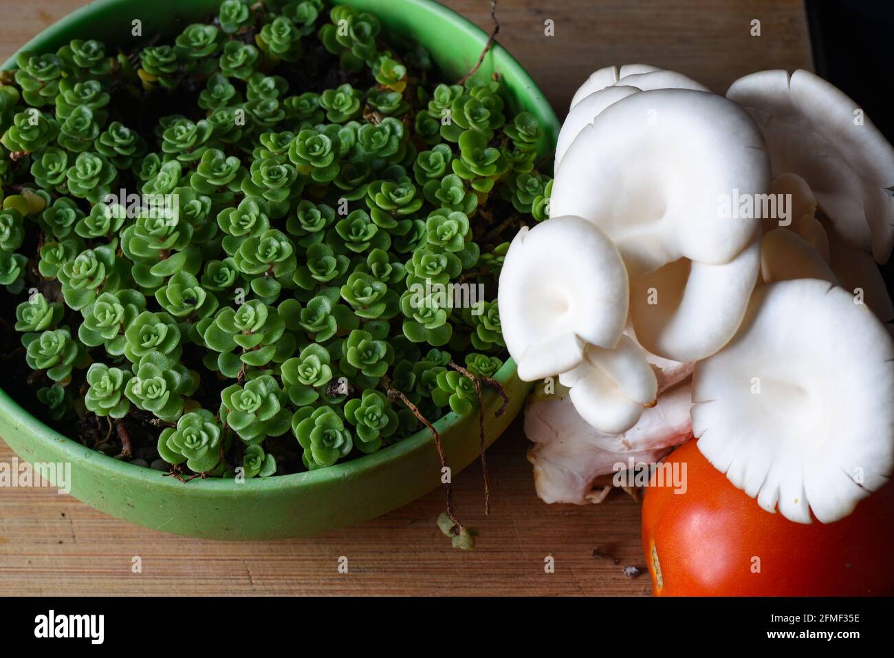 Weißer Austernpilz, rote Tomaten und grüne Sukulente Stockfoto