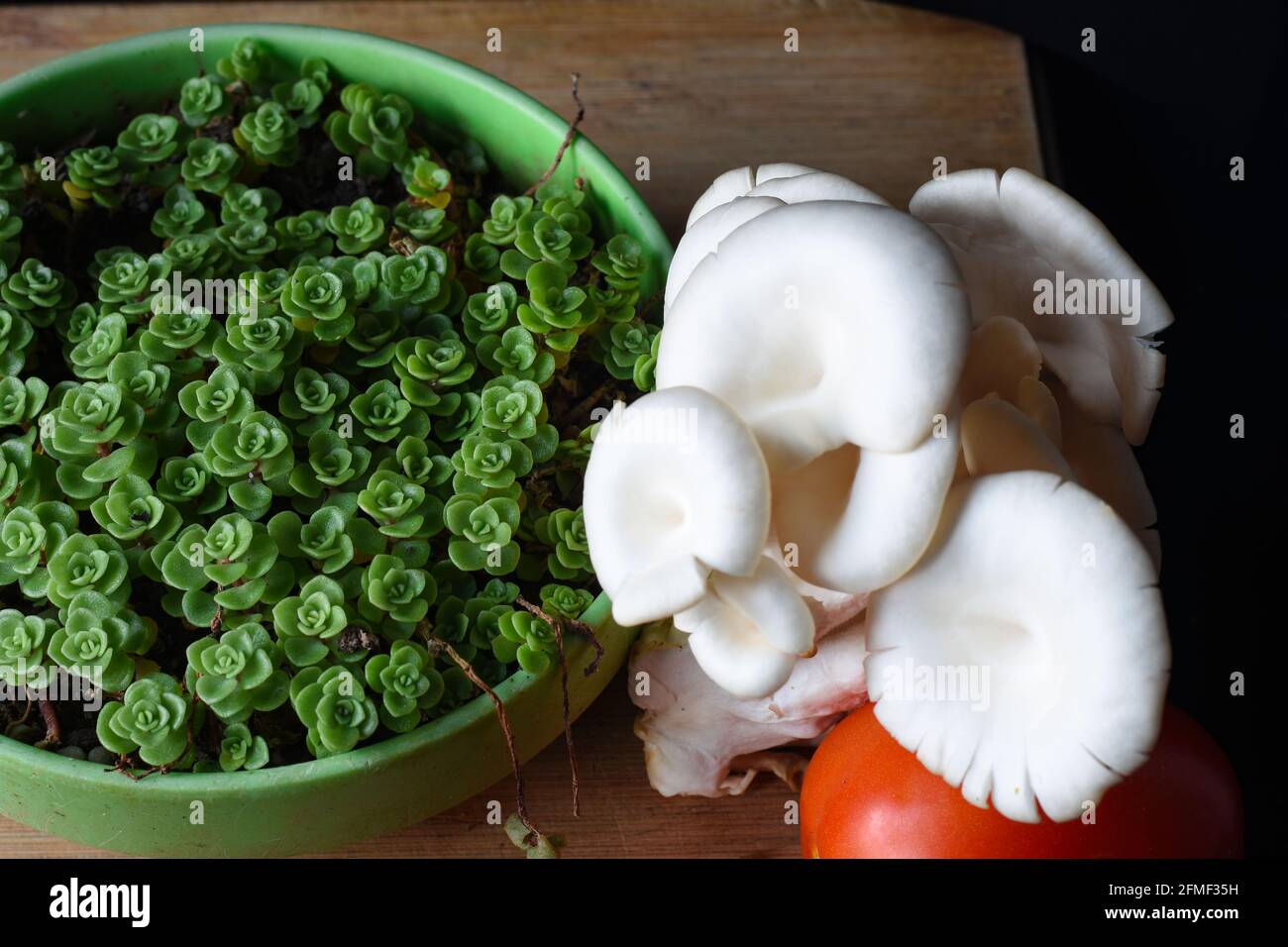Weißer Austernpilz, rote Tomaten und grüne Sukulente Stockfoto