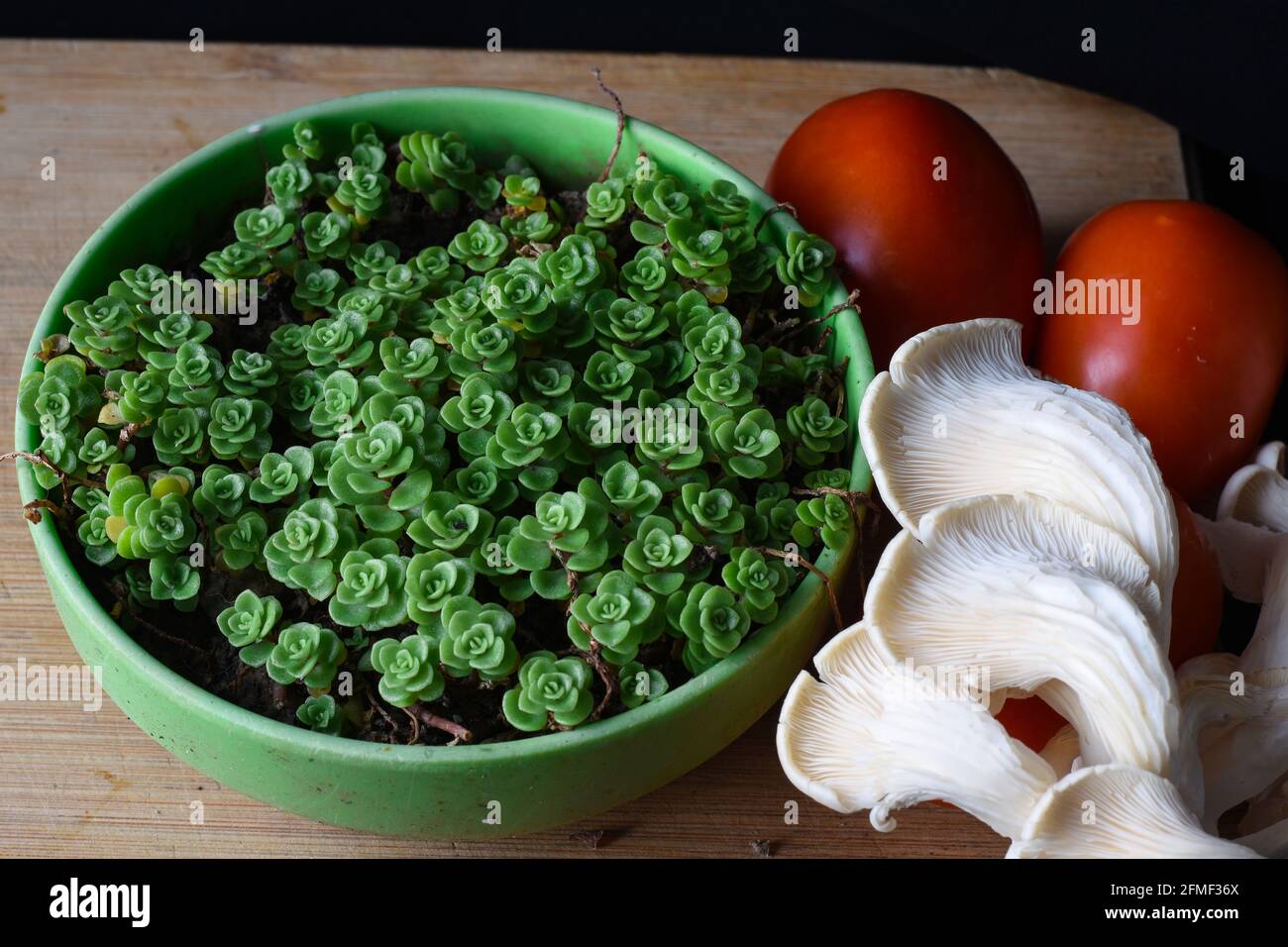 Weißer Austernpilz, rote Tomaten und grüne Sukulente Stockfoto