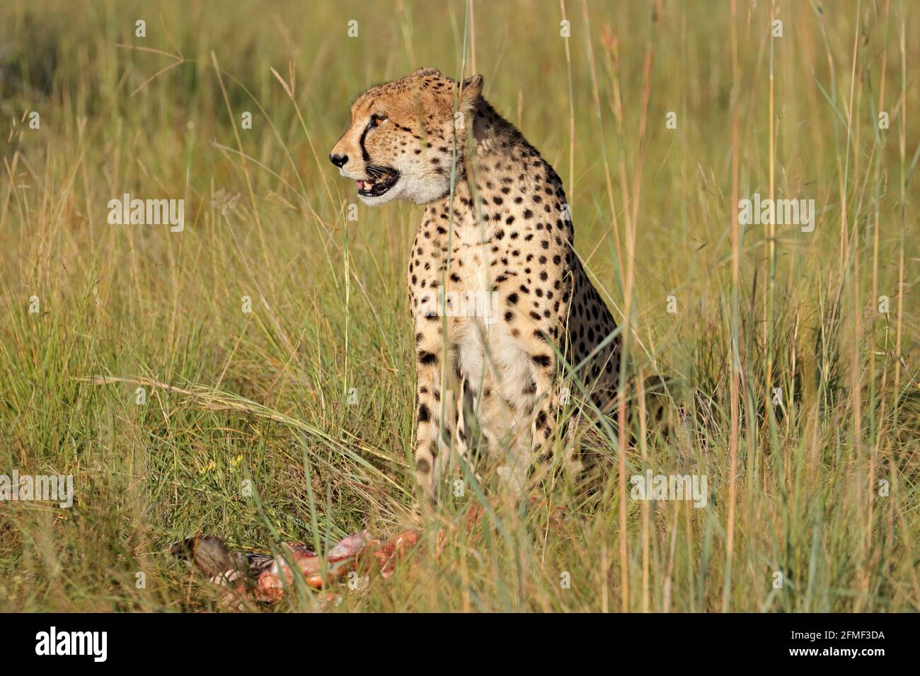 Ein wachsamer Gepard (Acinonyx jubatus), der in einem natürlichen Lebensraum mit Beute, Südafrika, sitzt Stockfoto