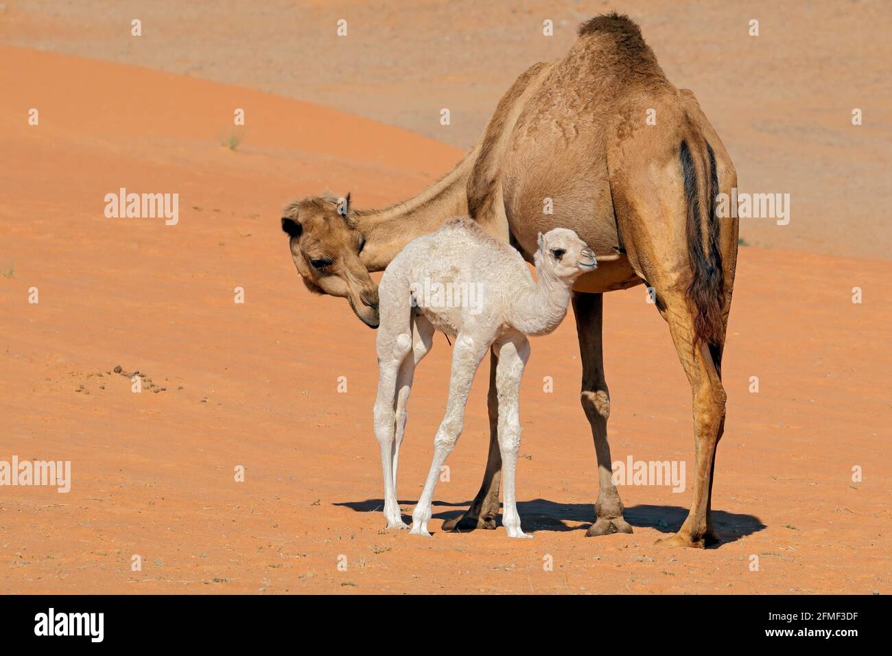 Ein Kamel mit einer jungen Kalbe auf einer Wüstensanddüne auf der Arabischen Halbinsel Stockfoto