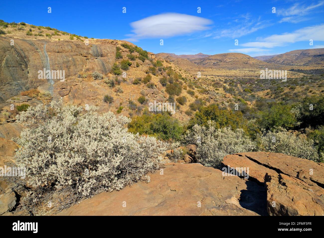 Die malerische Landschaft mit Wildblumen, Mountain Zebra National Park, Südafrika Stockfoto