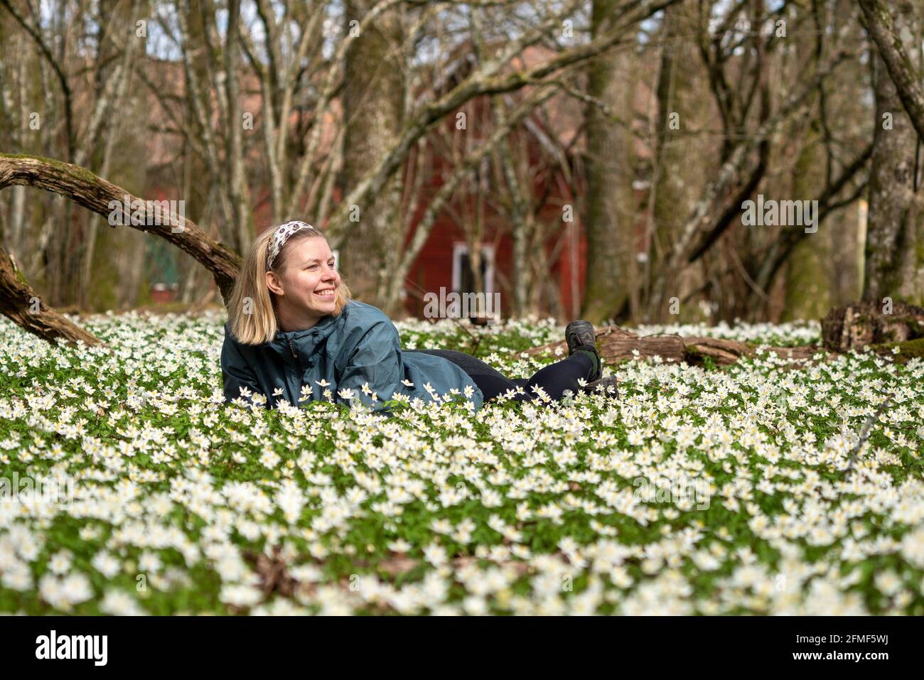 Frau in der Natur, die im Frühlingsblumenbett der hölzernen Anemonenblume niederlegt Stockfoto