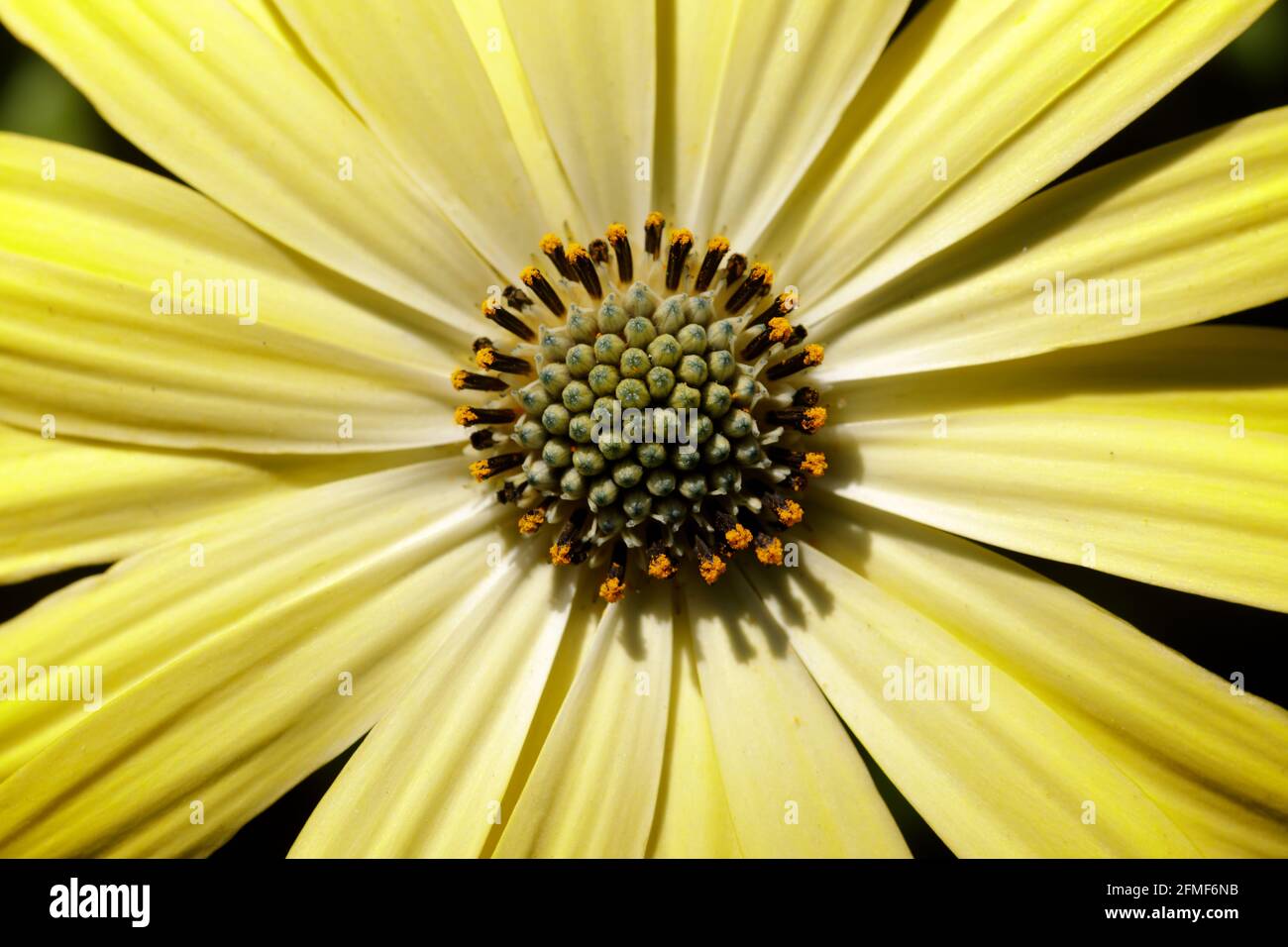 Afrikanische Gänseblümchen-Limonade in Blüte Stockfoto
