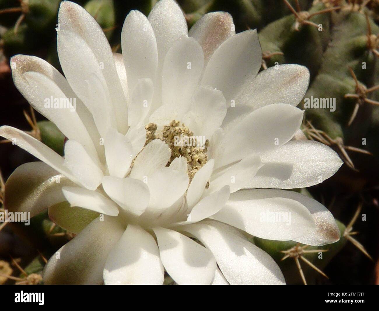 Eine schöne weiße Blume von Gymnocalycium Stockfoto