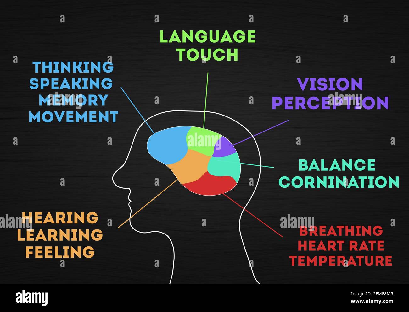 Funktionen und Teile des menschlichen Gehirns . Infografik über die geistige Funktion des Menschen. Man Head Silhouette mit buntem Graph Teil des Zerebellums, Kreidetafel Hintergrund Stockfoto