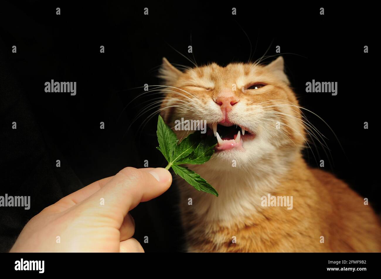 PET-Therapie mit CBD-Öl. Marihuana-Blatt in der Hand des Mannes Nahaufnahme. Schöne Ingwer-Katze auf schwarzem Hintergrund. Stockfoto