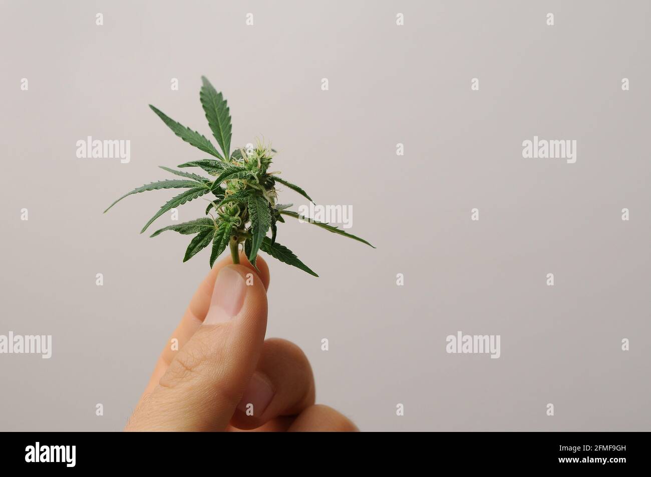 Blühende Cannabispflanze. Der Züchter hält einen frischen Zweig in der Hand. Marihuana Blüte isoliert auf grauem Hintergrund. Stockfoto
